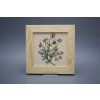 Obrázek 20x20cm Herbs ePBB č. 5