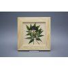 Obrázek 20x20cm Herbs ePBB č. 1