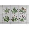 Sada obkladů 15x15cm 6dílná Herbs Classic WL č. 1